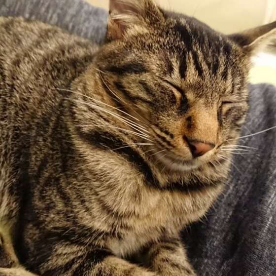 膝に乗るキジトラ