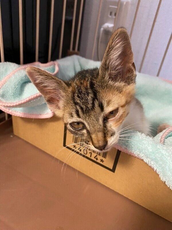 段ボールに入るマーブルちゃん