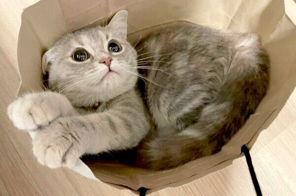 紙袋の中に入るおんぷちゃん