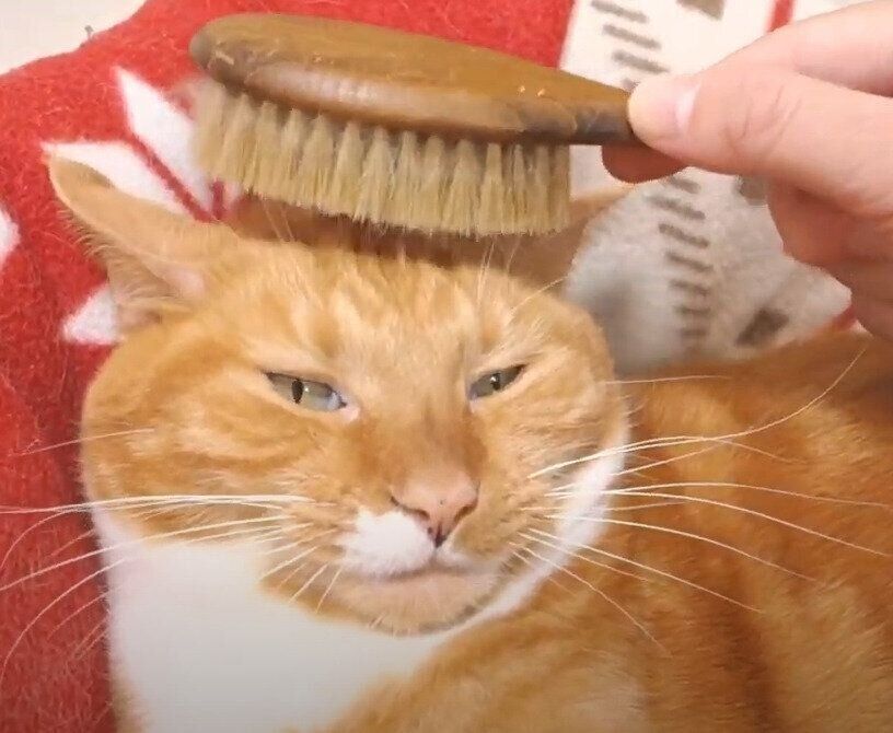 ブラッシングされる猫