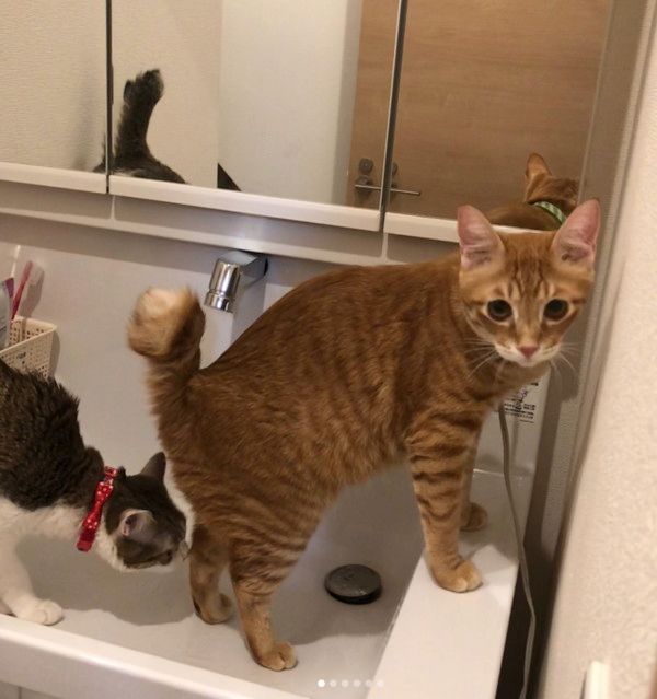 洗面所を占領する猫