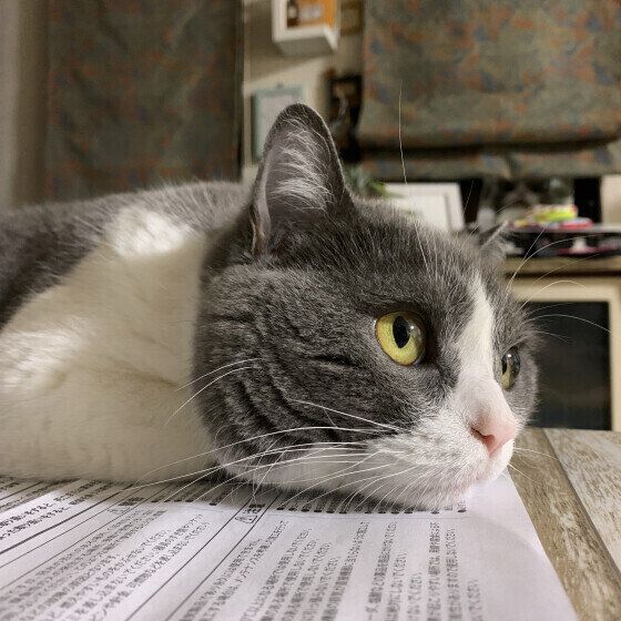 ブリティッシュショートヘアのうに。くん♪