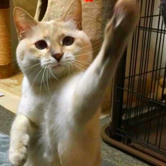 猫パンチする猫