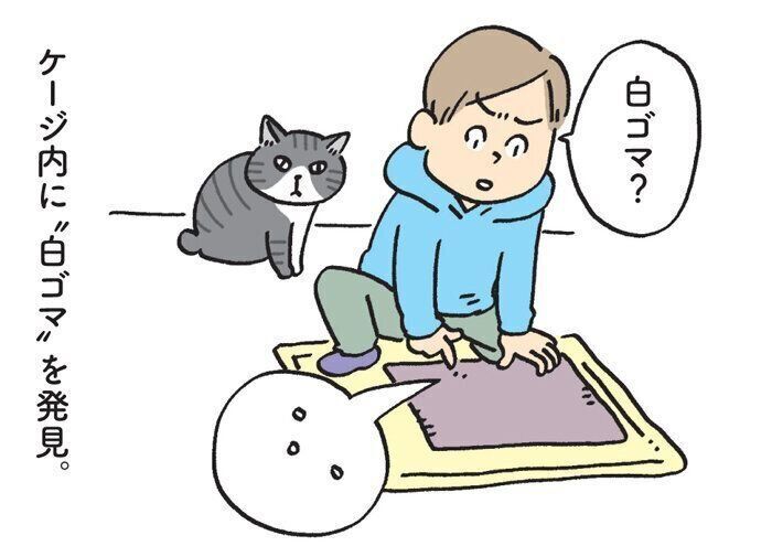 ケージ内に白ゴマのようなものを発見