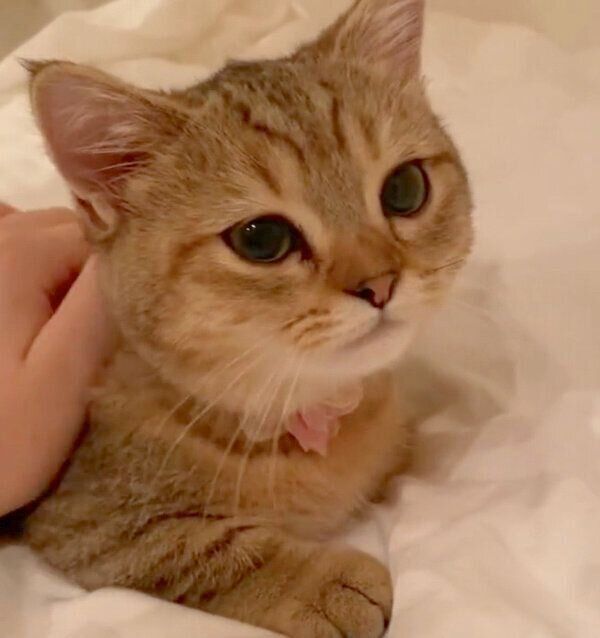 「ナデナデして」と訴えるにぼしちゃん