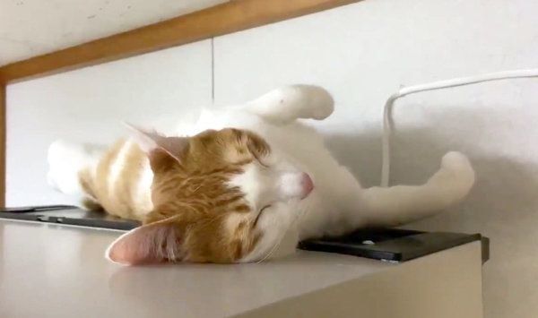 冷蔵庫の上で眠るミィちゃん