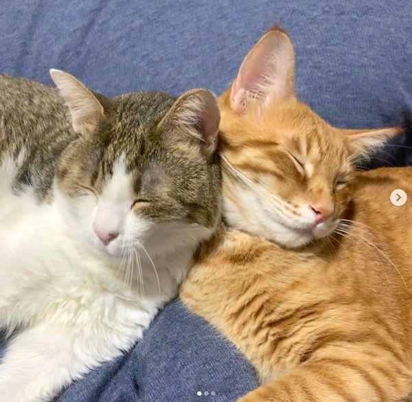 仲良しなキジ白と茶トラ