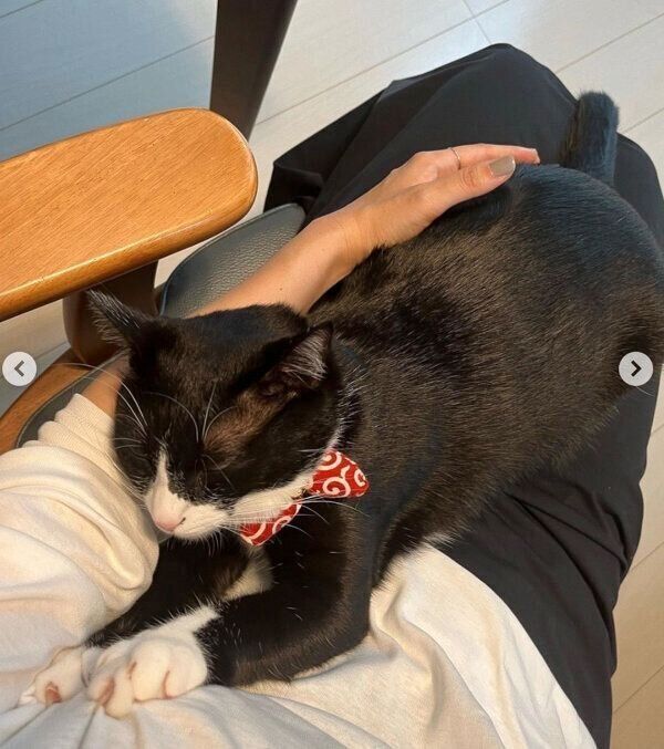 飼い主さんの膝の上で眠るぽんずちゃん