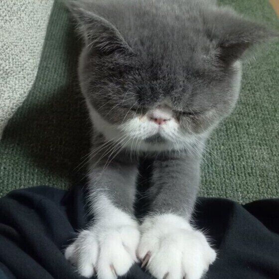 フミフミするろんちゃん