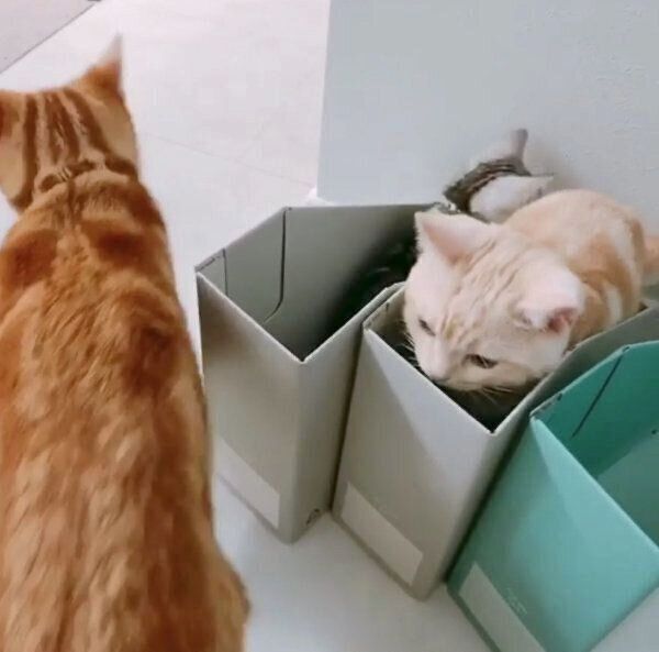 諦めてしまったみたらしくん