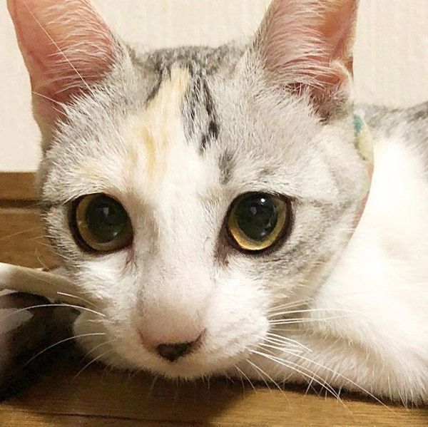 見つめるふーちゃん