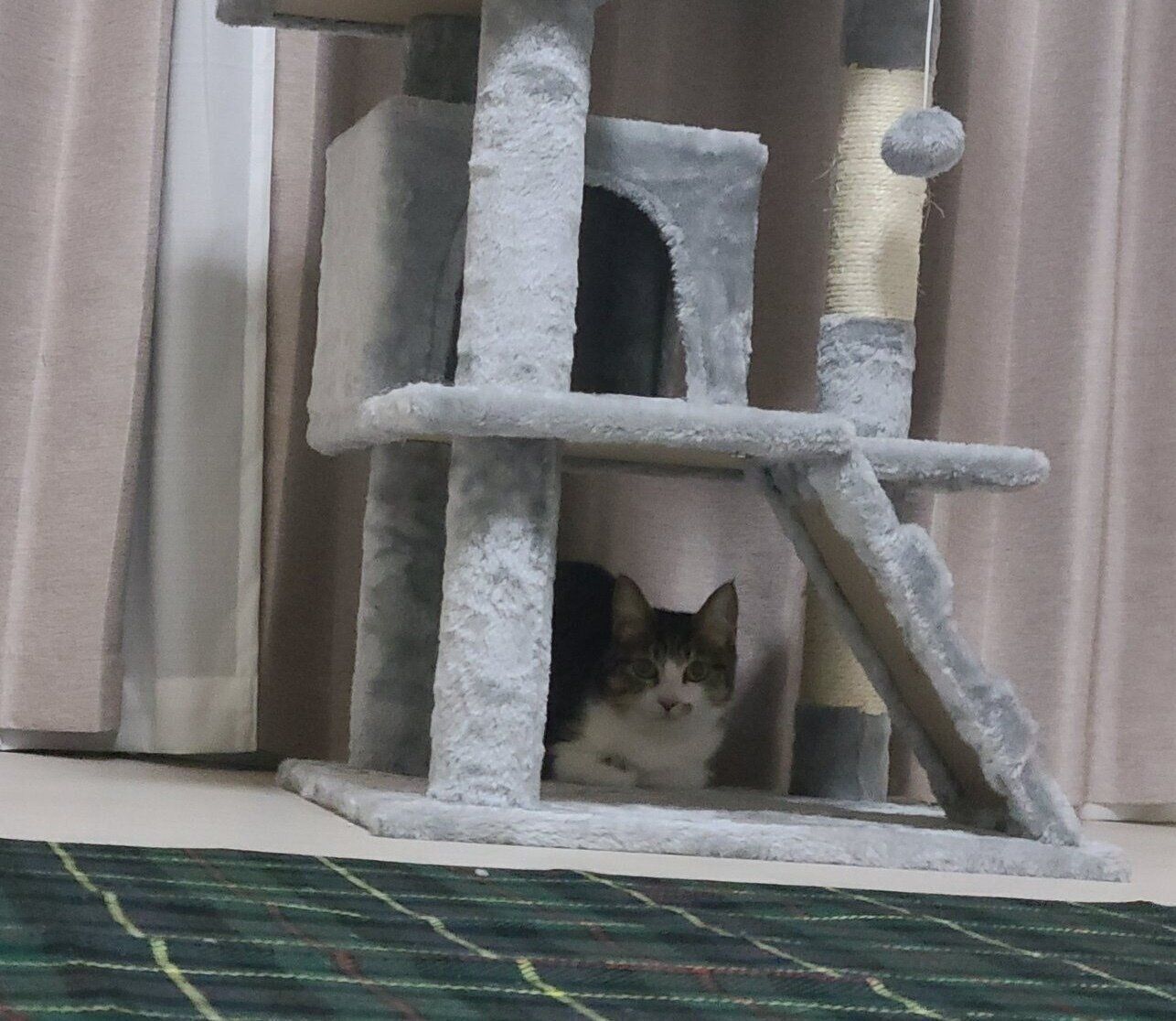 お迎え当時のまりもちゃん