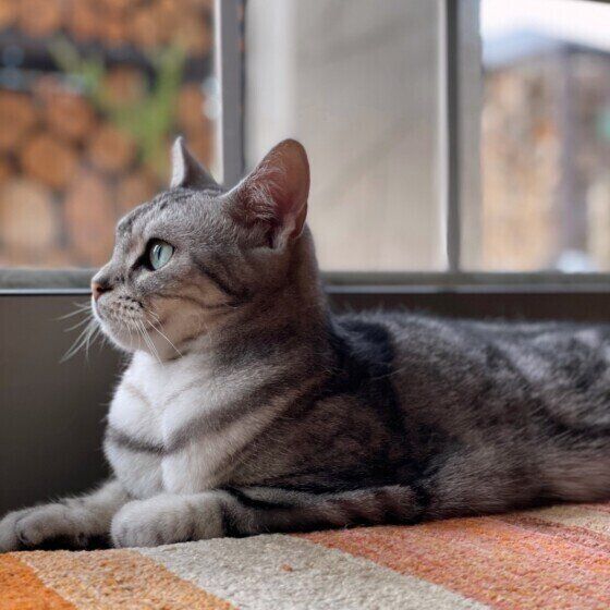 アメリカンショートヘア