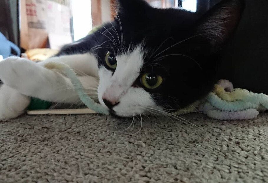 手作り猫じゃらしで遊ぶきいちゃん