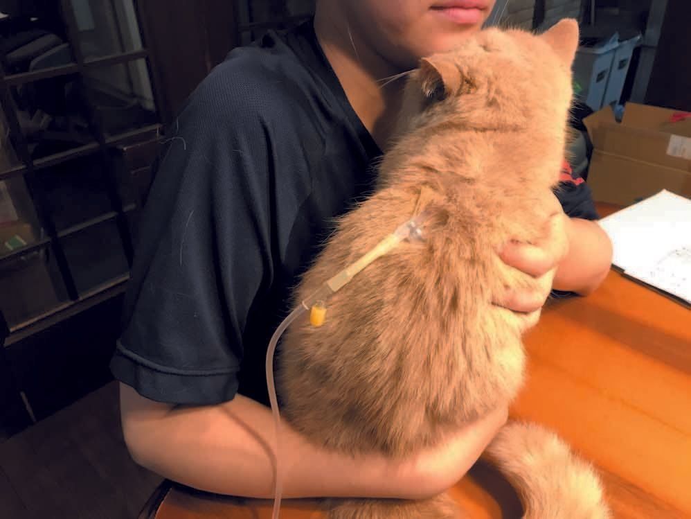 画像／2019年ねこのきもち10月号『猫の病気、そこが知りたい！』