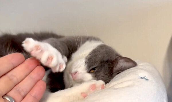 飼い主さんの指先を掻くようなしぐさをする、しらたまくん