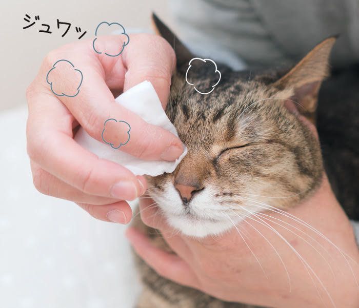 目やにを拭かれている猫