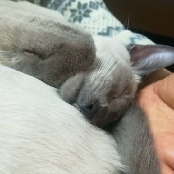 腕の中で眠るシャム