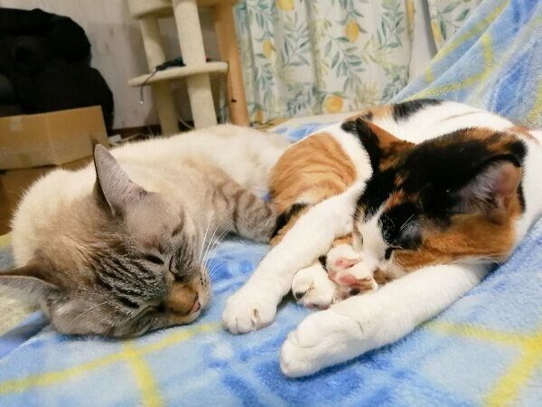 仲良く眠るつむぎちゃん、こむぎちゃん