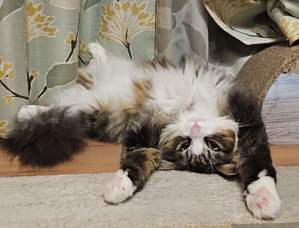 ひっくり返っているノルウェージャンフォレストキャット