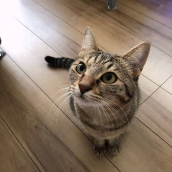 見上げるカンナちゃん