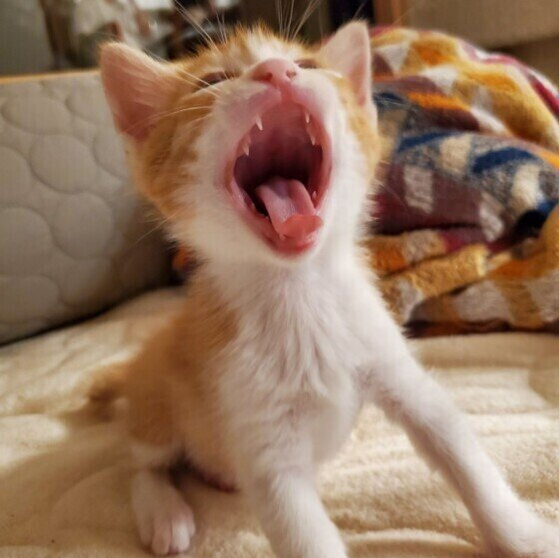 叱るのは逆効果 家具の爪とぎ 噛む ひっかく 困った猫の行動のやめさせ方 ねこのきもちweb Magazine 叱るのは逆効果 家具の爪とぎ 噛む ひっかく 困った猫の行動のやめさせ方 ねこのきもちweb Magazine