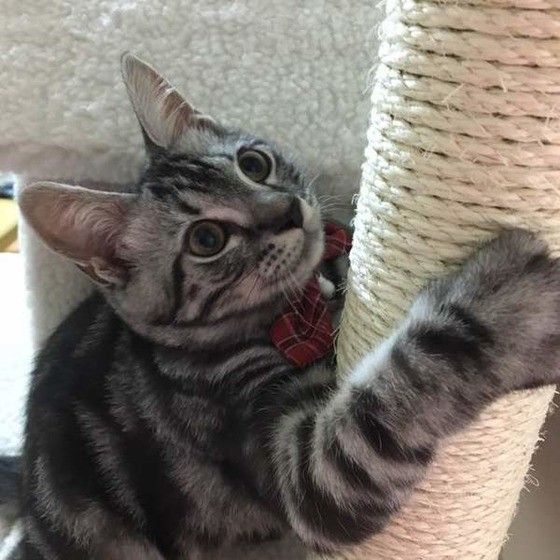 爪をとぐアメリカンショートヘア