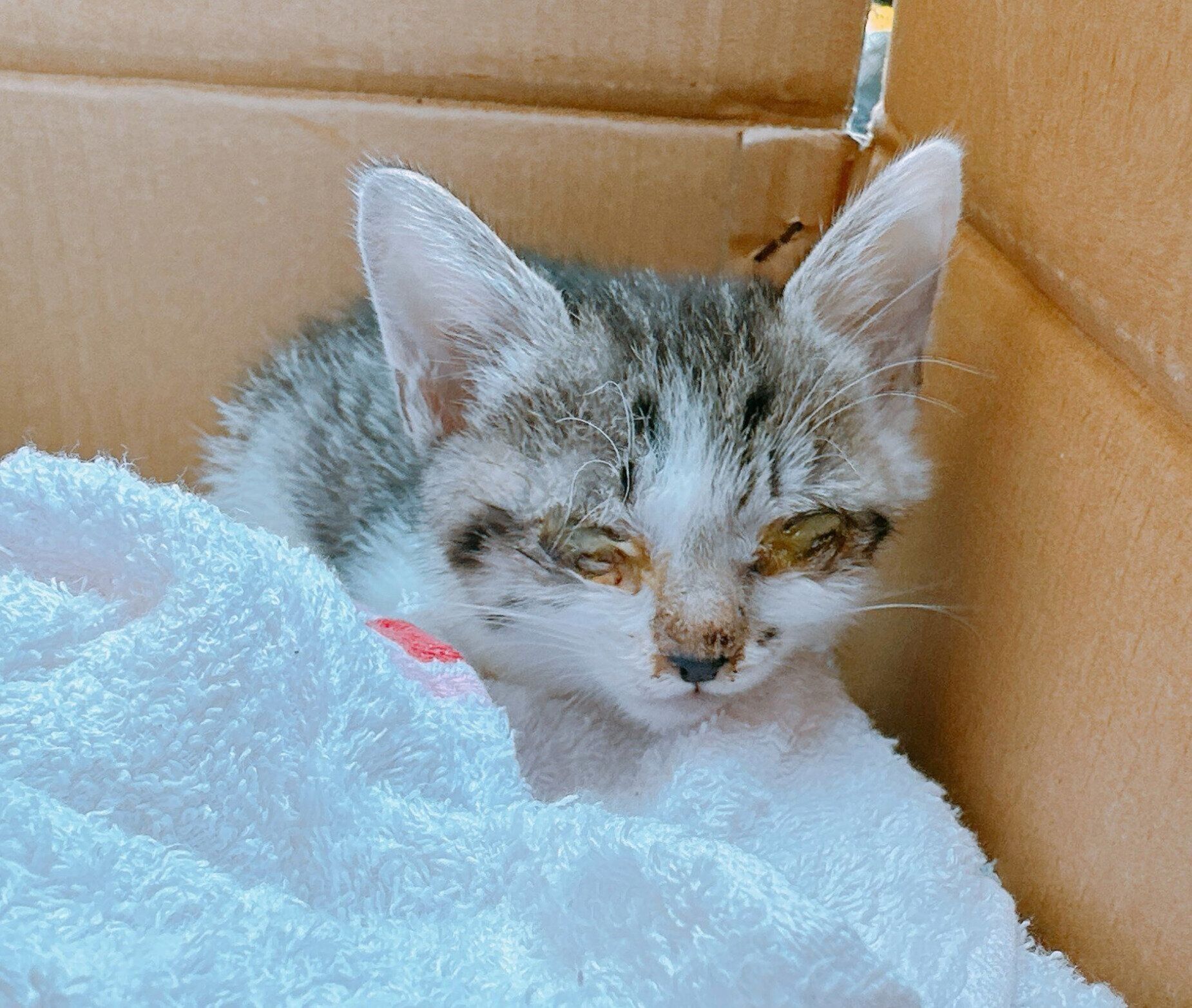 保護当時、生後1カ月半ほどのらいくん