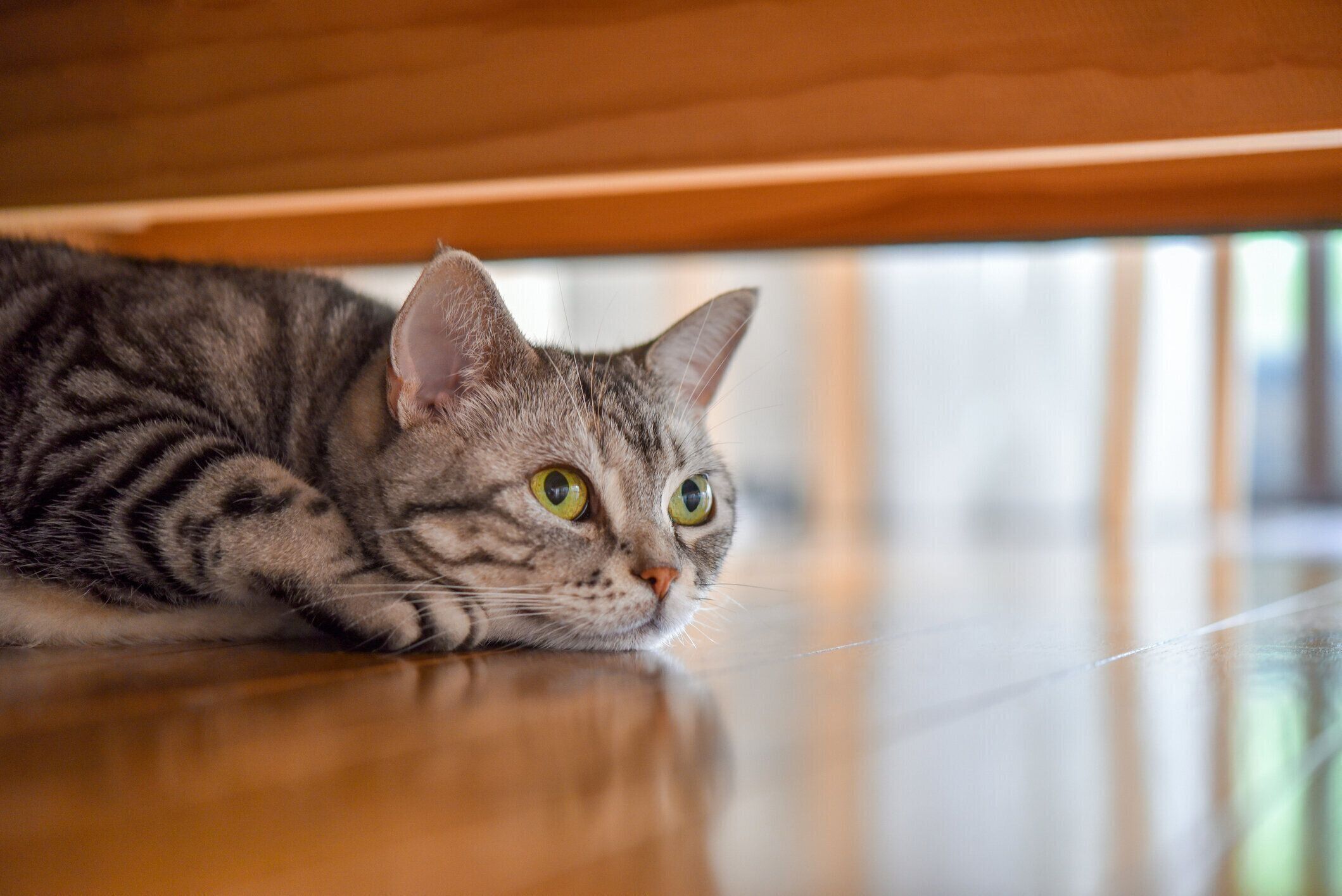 アメリカンショートヘア