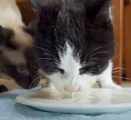 ミルク大好き♡元気くん