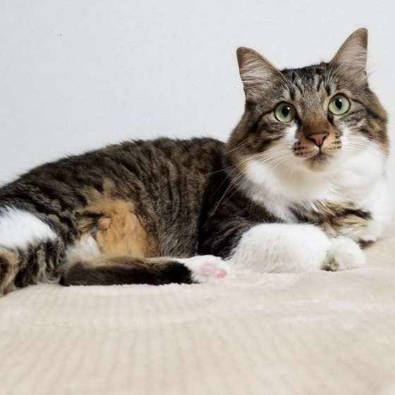 横になっているキジトラ