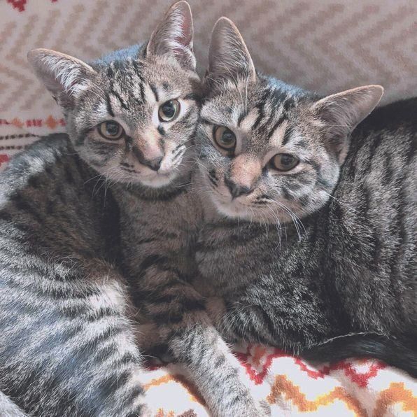 右からテンくん（オス・１才）、コタローくん（オス・１才）