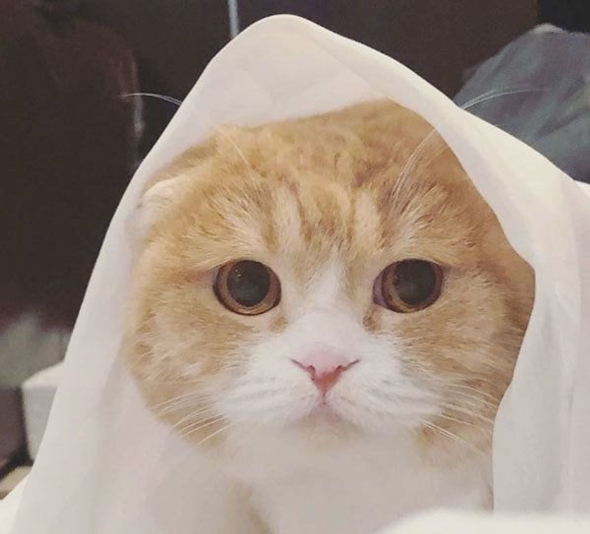 ぶちゃかわな表情のニャンコ あの芸能人 に似てる ねこのきもちweb Magazine ぶちゃかわな表情のニャンコ あの芸能人 に似てる ねこのきもちweb Magazine