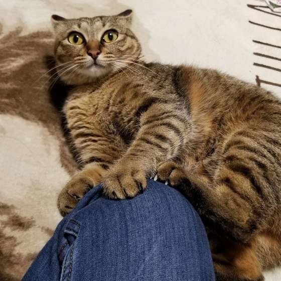 寝転がるキジトラ