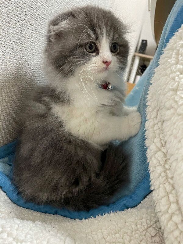 子猫時代のイヴくん