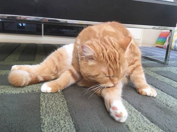 やわらかニャンコ