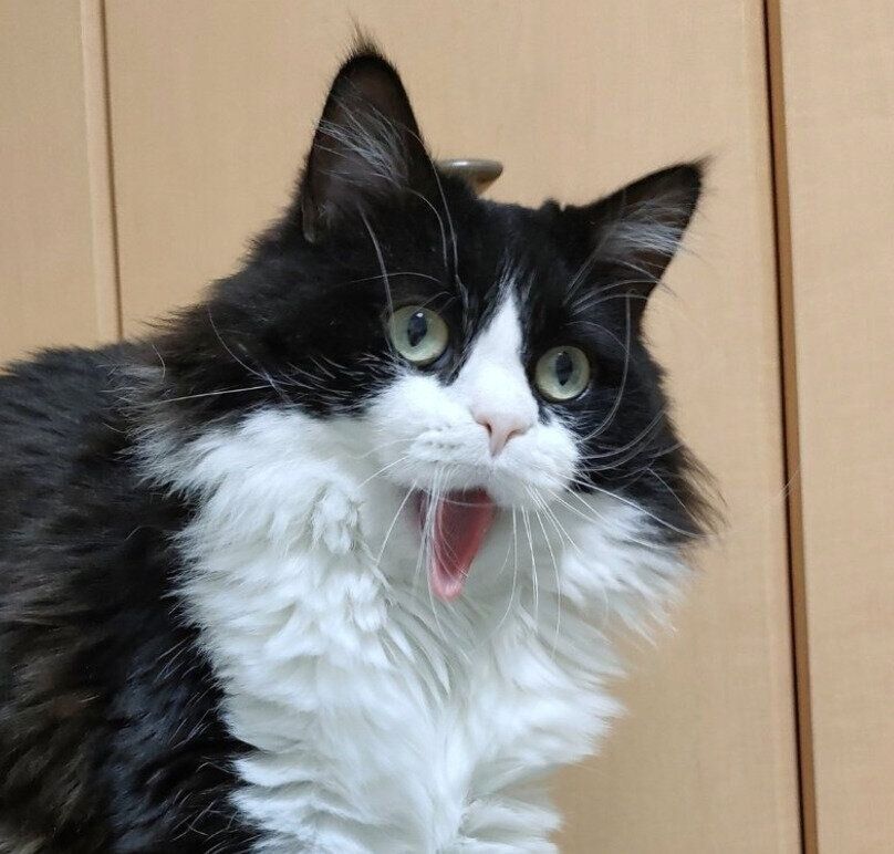 あくびをするだいふくくん