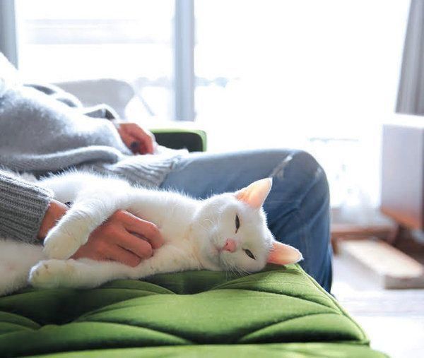 飼い主さんに身をゆだねる猫