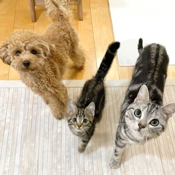 いつも仲良しの3匹