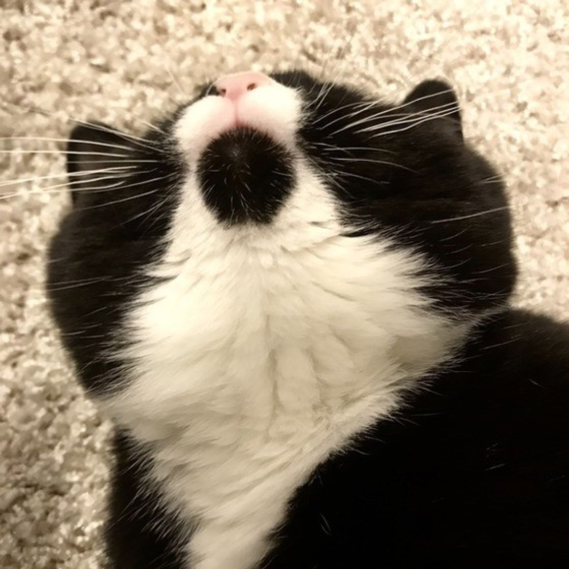 猫同士がチューする意味って 飼い主さんにするときは こんな理由が ねこのきもちweb Magazine 猫同士がチューする意味って 飼い主さんにするときは こんな理由が ねこのきもちweb Magazine