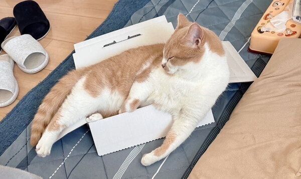 箱から溢れ出てしまう、うるくん