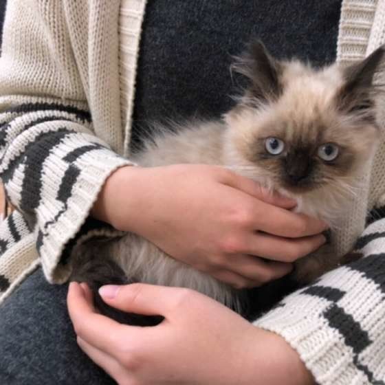 ヒマラヤンの豆太ちゃん