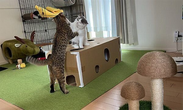 じゃれ合うおすしくん、まつたけちゃん