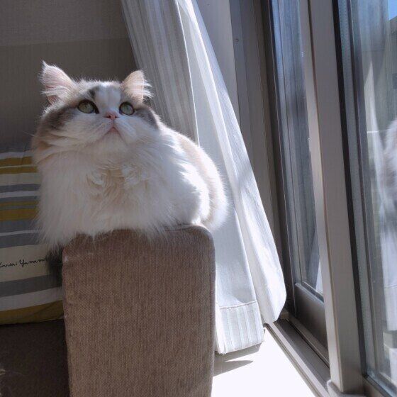 日向ぼっこするラテちゃん（ミヌエット）