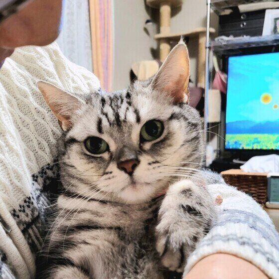 抱っこされるアメリカンショートヘア