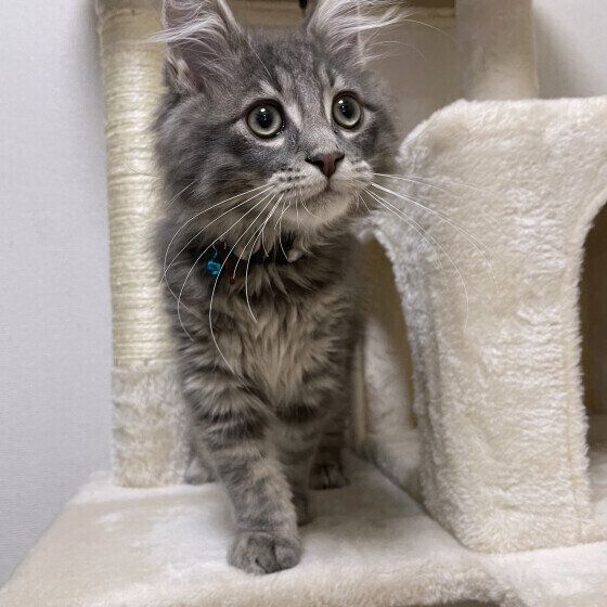 ラガマフィンのレオちゃん