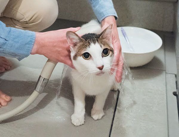 シャンプーされる猫