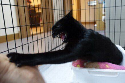 写真提供／小笠原ネコプロジェクト