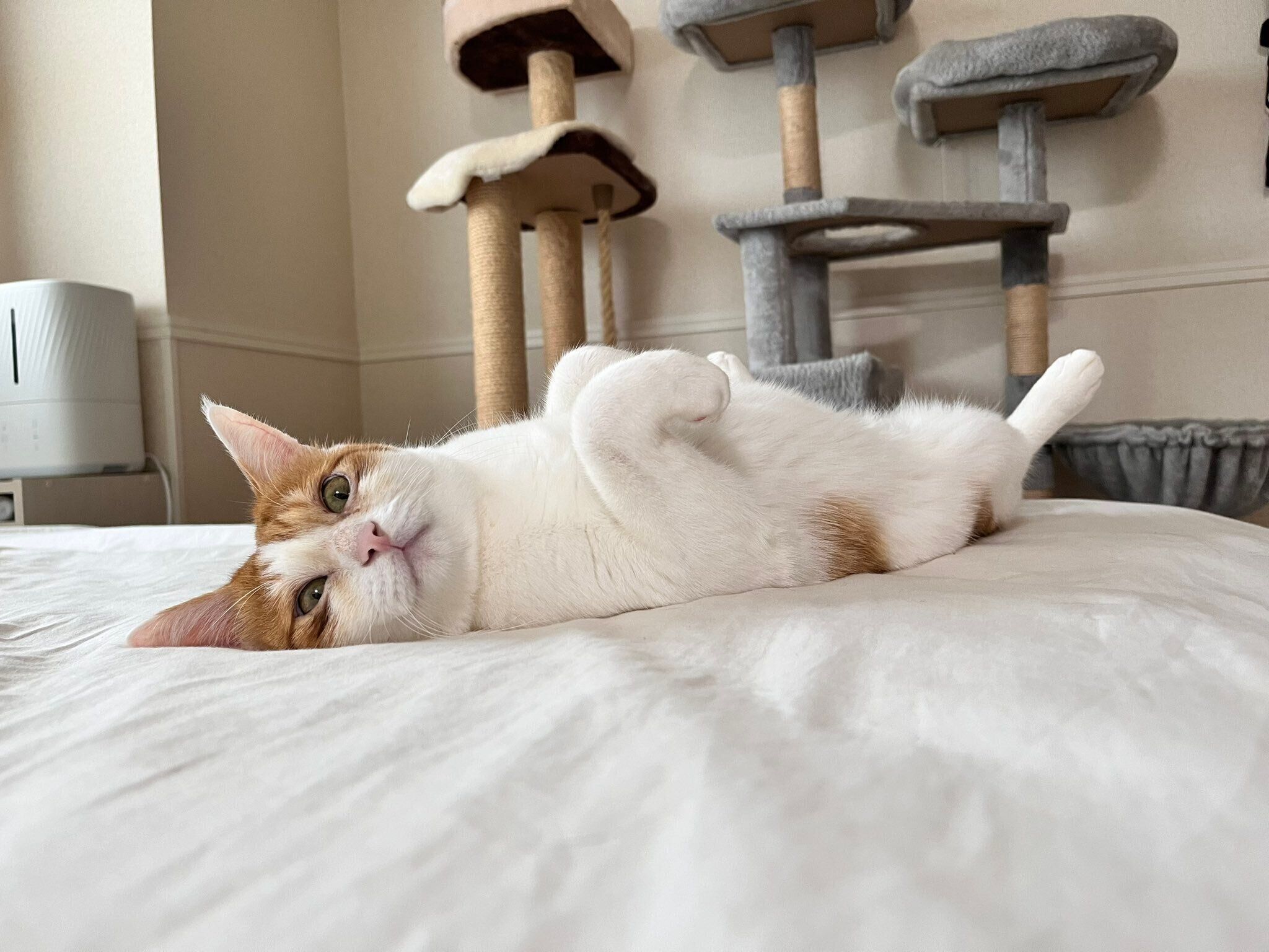 リラックスしている様子が伝わってくるおかかくん