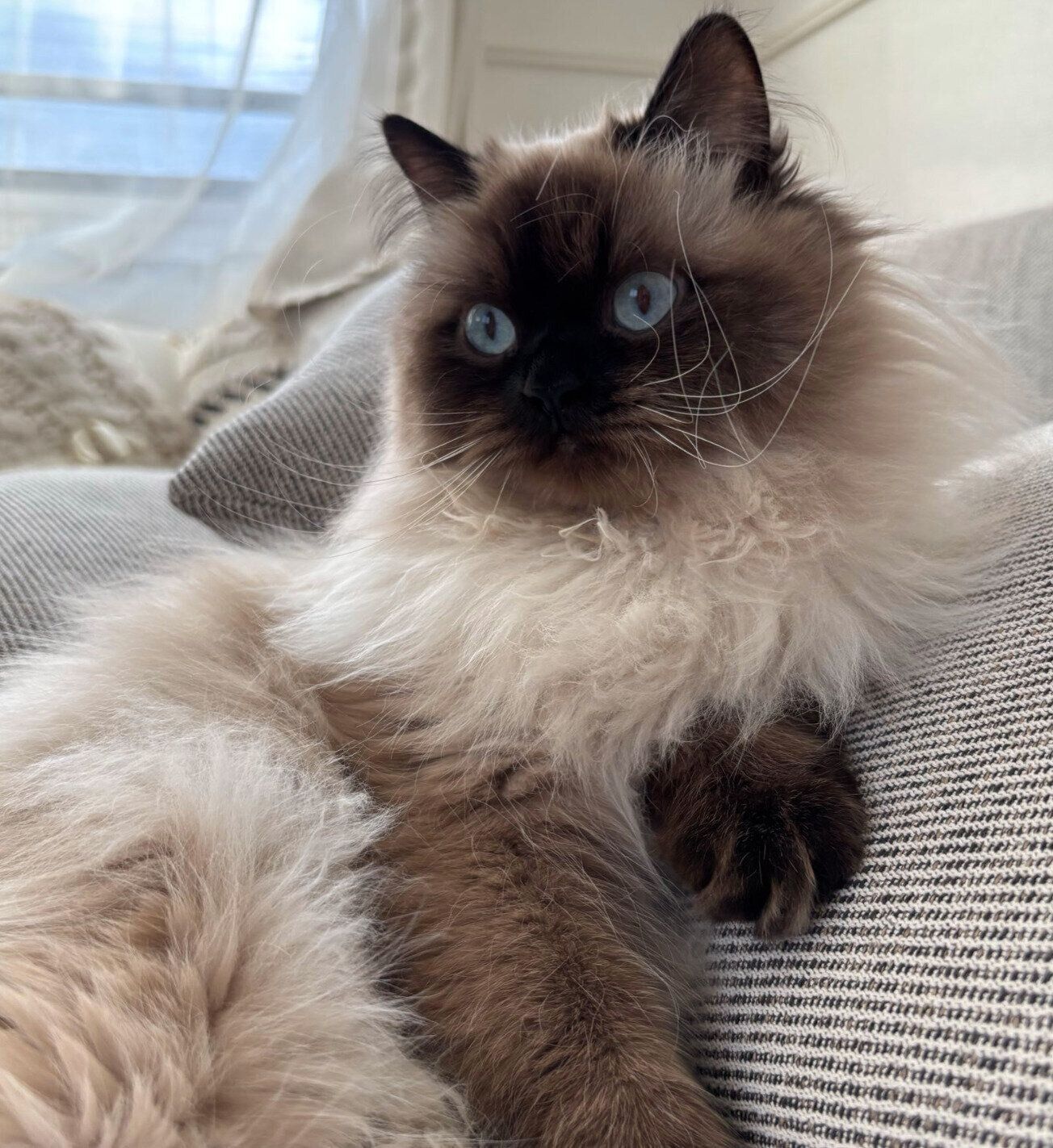 凛々しい表情をする福くん